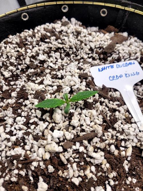 White Durban. Week 0