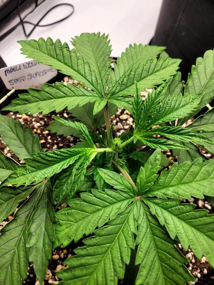 Maui Wowie Seed Supreme. Week 3