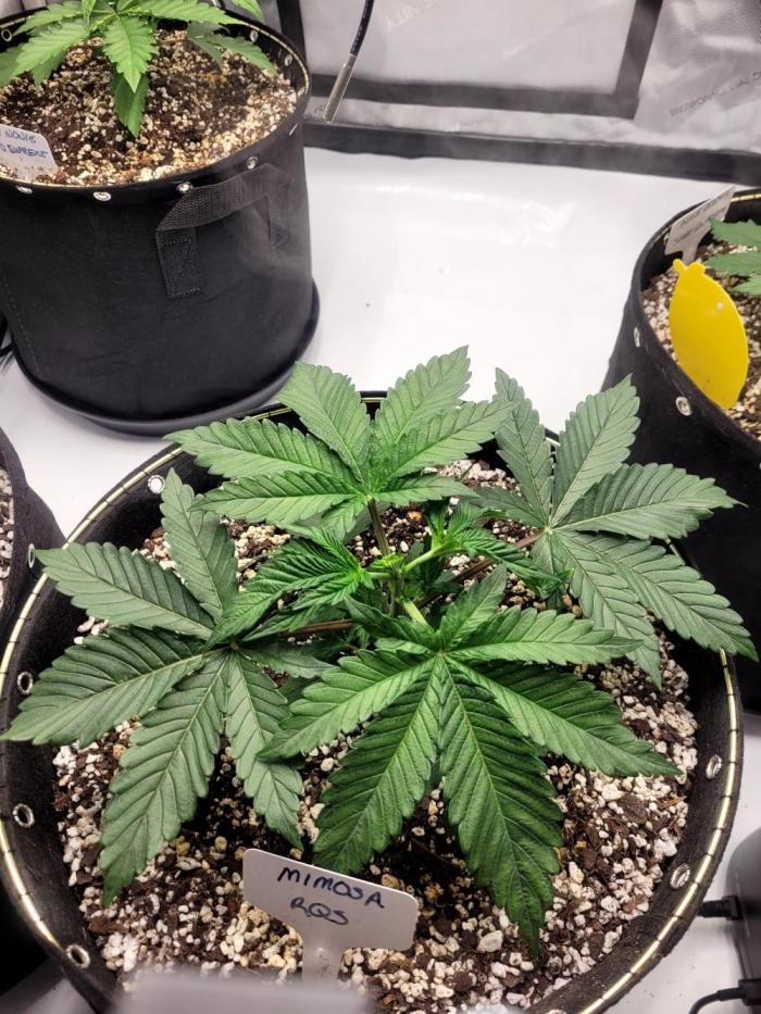 Mimosa Royal Queen Seeds. Week 3