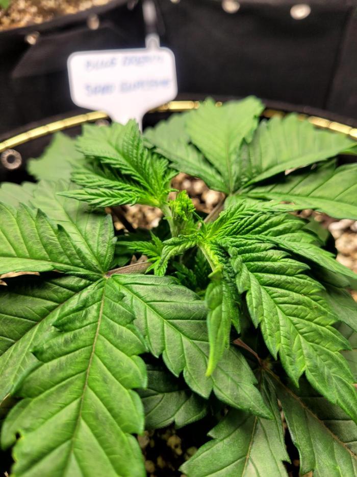 Blue Dream Seed Supreme. Week 3