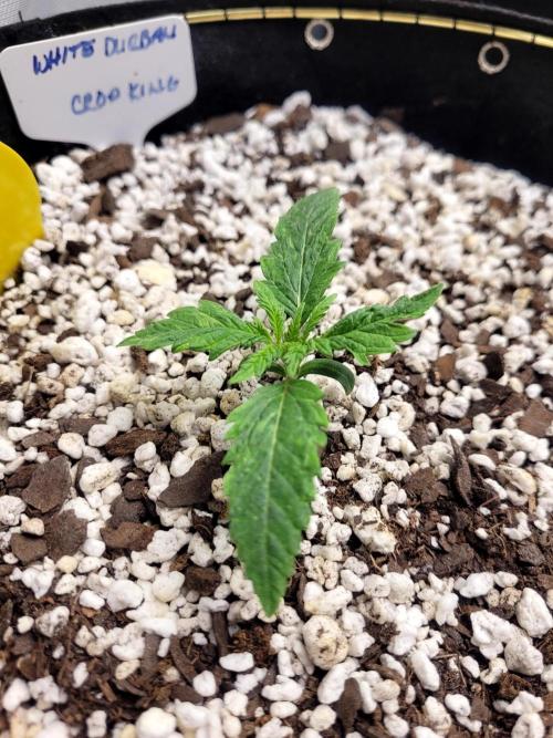 White Durban. Week 1