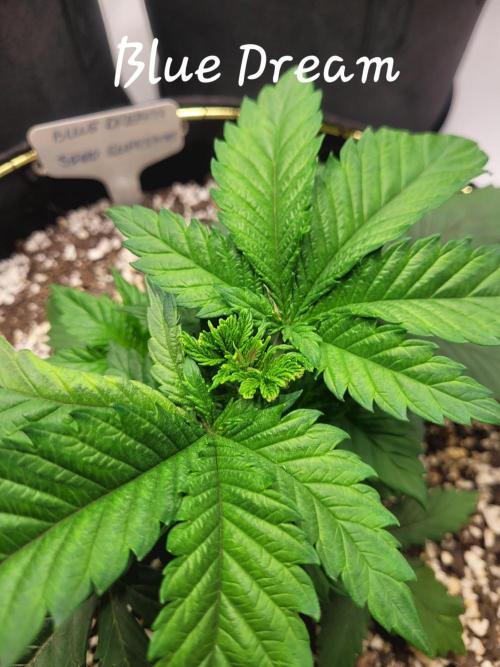 Blue Dream Seed Supreme. Week 3