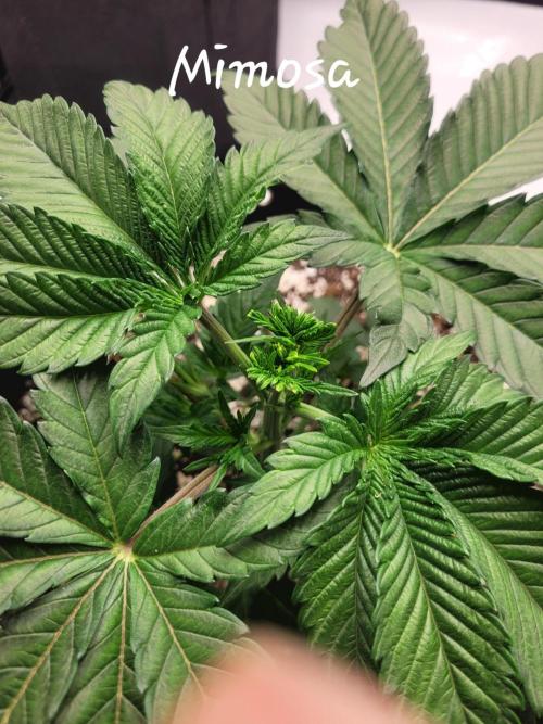 Mimosa Royal Queen Seeds. Week 3