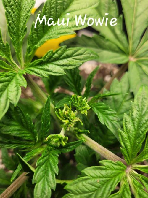 Maui Wowie Seed Supreme. Week 3