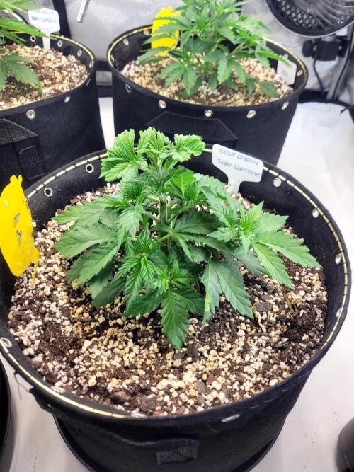 Blue Dream Seed Supreme. Week 3