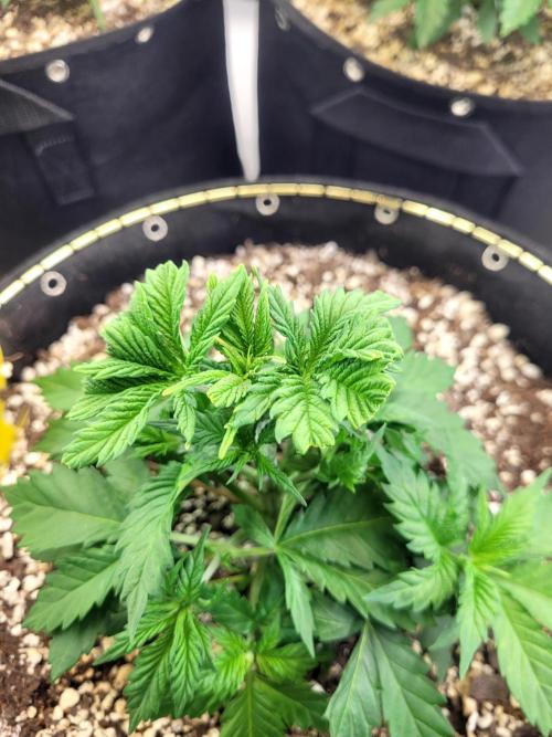 Blue Dream Seed Supreme. Week 3