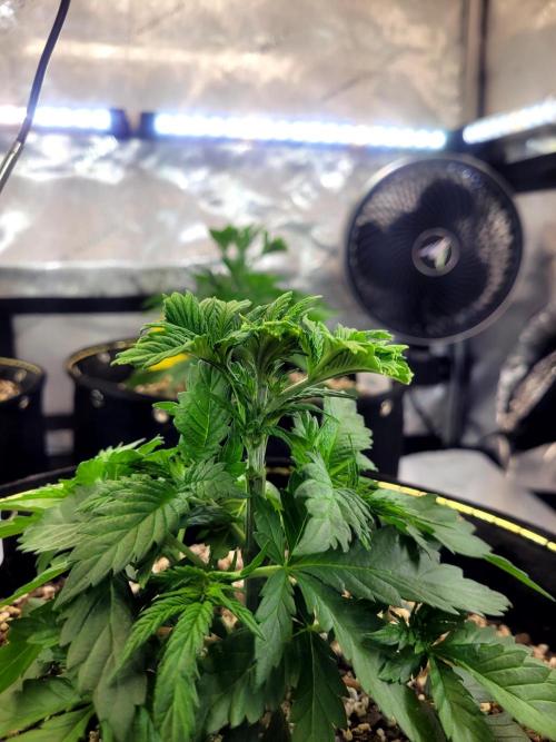 Blue Dream Seed Supreme. Week 3