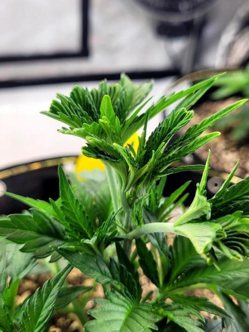 Mimosa Royal Queen Seeds. Week 3