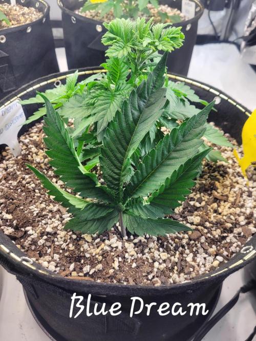 Mimosa Royal Queen Seeds. Week 3