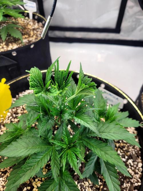 Mimosa Royal Queen Seeds. Week 3