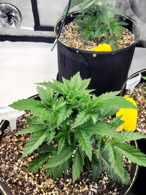 Maui Wowie Seed Supreme. Week 3