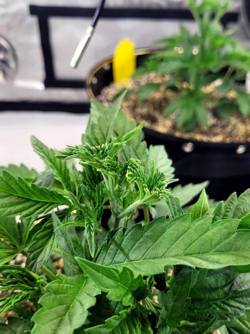 Maui Wowie Seed Supreme. Week 3