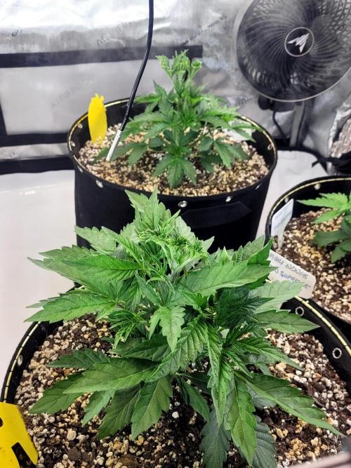 Maui Wowie Seed Supreme. Week 3