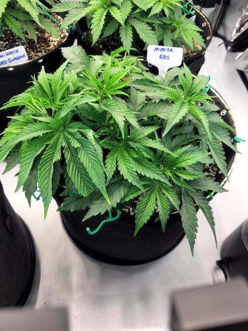 Mimosa Royal Queen Seeds. Week 4