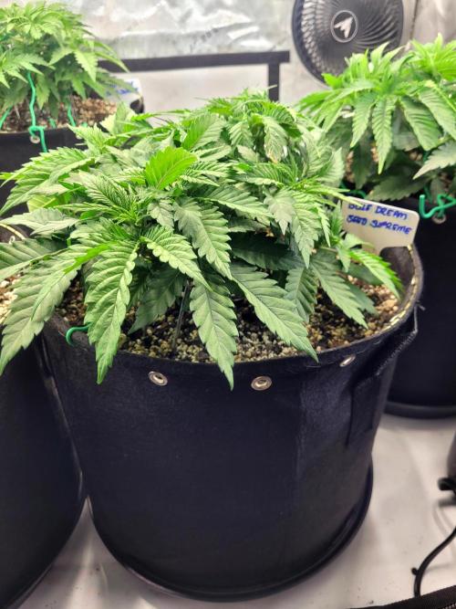 Blue Dream Seed Supreme. Week 4