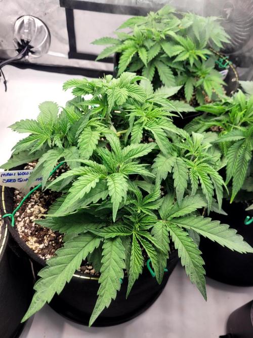Maui Wowie Seed Supreme. Week 4