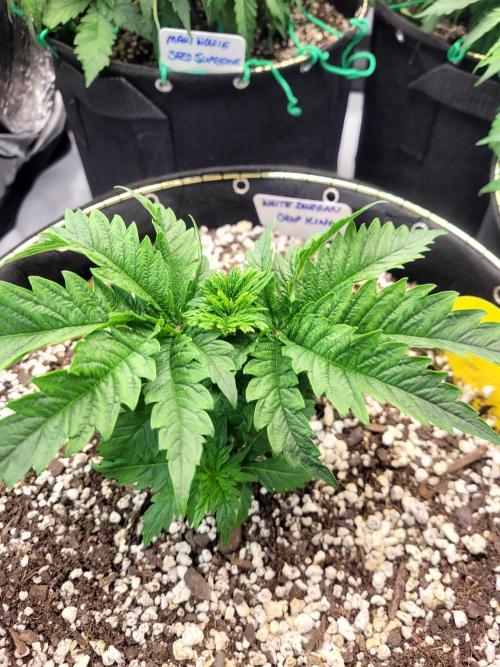 White Durban. Week 2