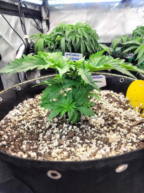 White Durban. Week 2