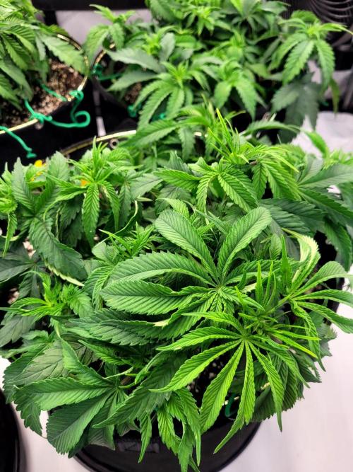 Mimosa Royal Queen Seeds. Week 4