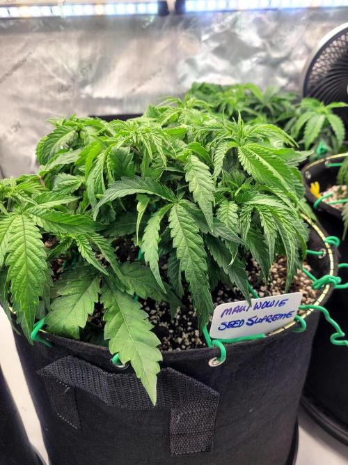 Maui Wowie Seed Supreme. Week 4