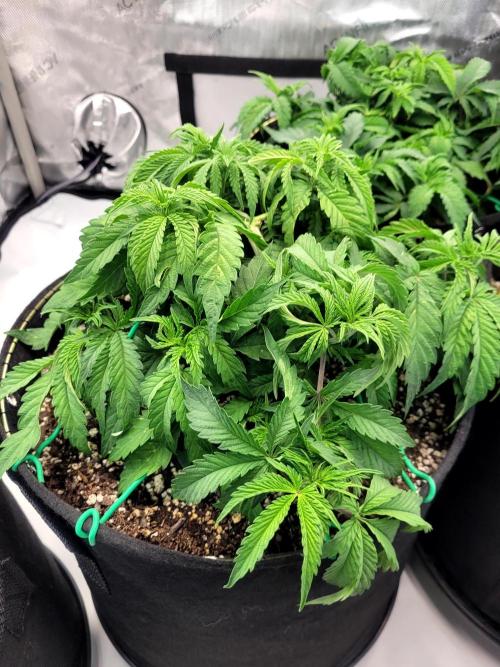 Maui Wowie Seed Supreme. Week 4