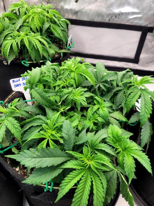 Blue Dream Seed Supreme. Week 4