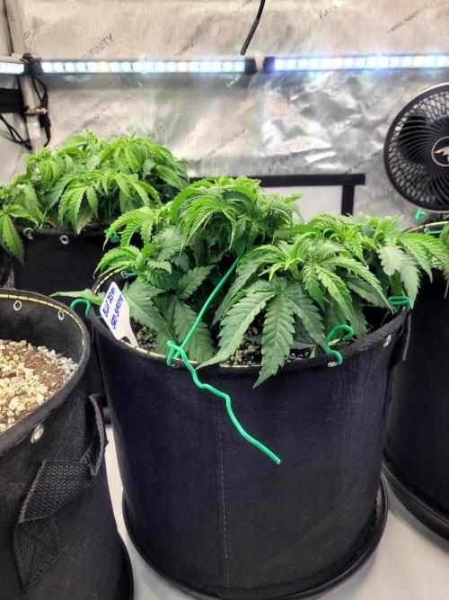 Blue Dream Seed Supreme. Week 4