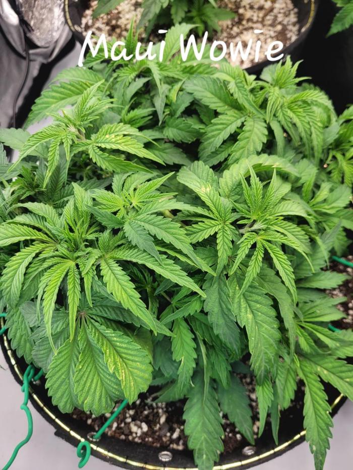 Maui Wowie Seed Supreme. Week 5