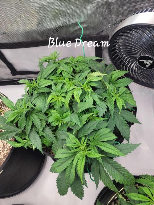 Blue Dream Seed Supreme. Week 5