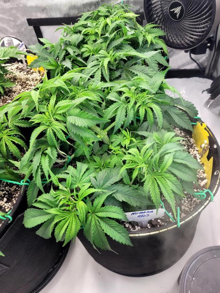 Mimosa Royal Queen Seeds. Week 5