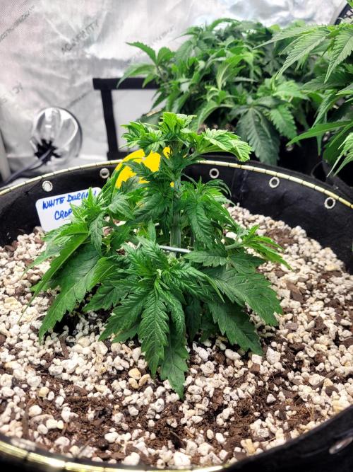 White Durban. Week 3