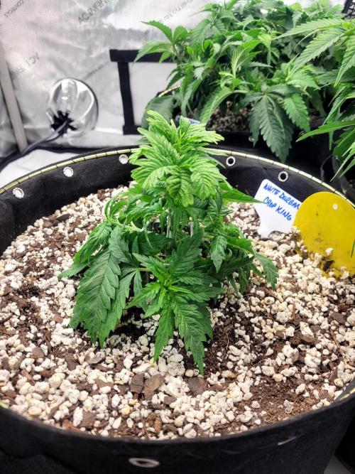 White Durban. Week 3