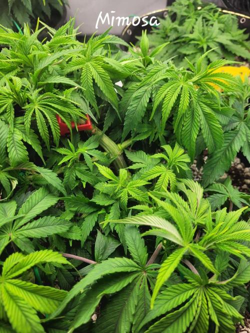 Mimosa Royal Queen Seeds. Week 5