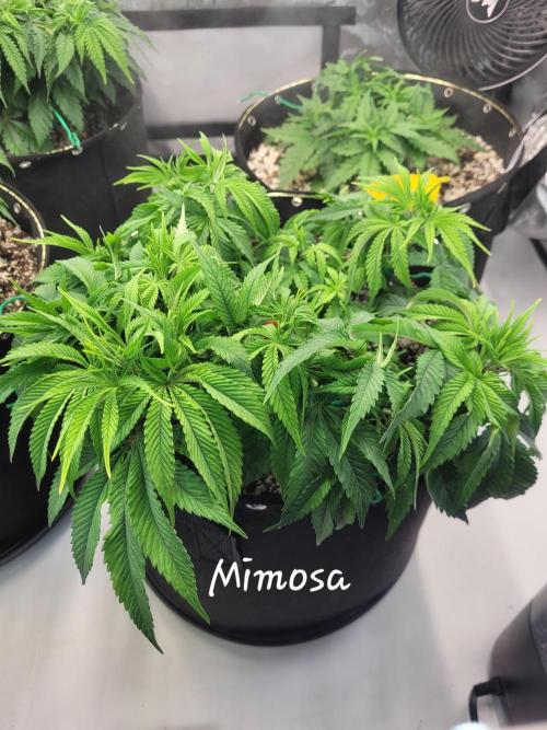 Mimosa Royal Queen Seeds. Week 5