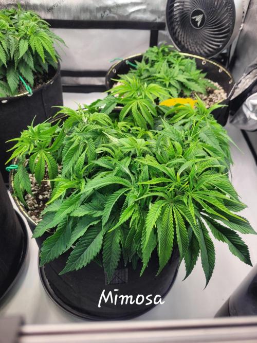 Mimosa Royal Queen Seeds. Week 5