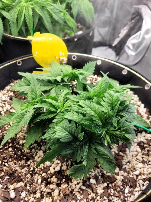 White Durban. Week 3