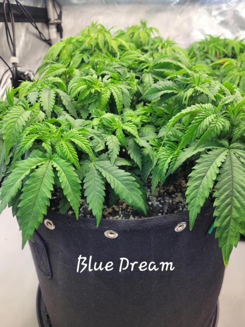 Blue Dream Seed Supreme. Week 5