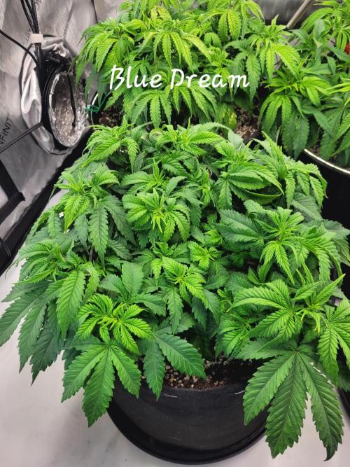 Blue Dream Seed Supreme. Week 5