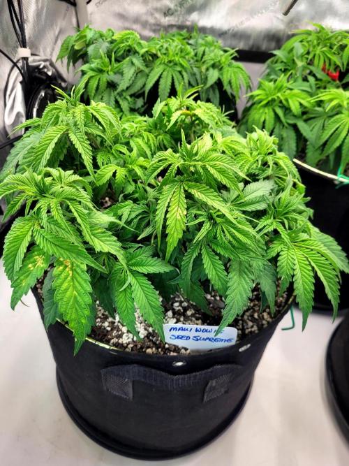 Maui Wowie Seed Supreme. Week 5
