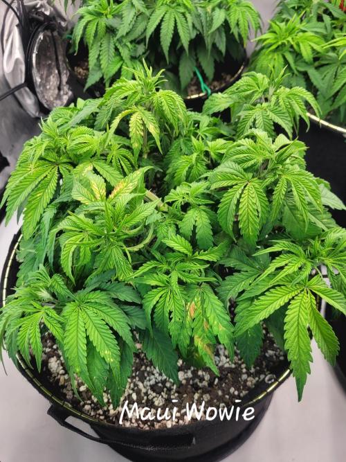 Maui Wowie Seed Supreme. Week 5