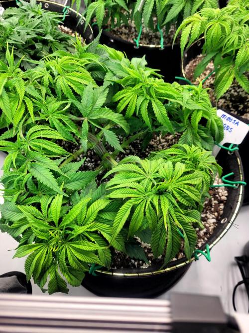 Mimosa Royal Queen Seeds. Week 5