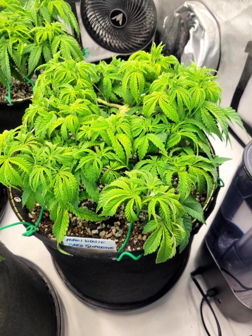 Maui Wowie Seed Supreme. Week 5