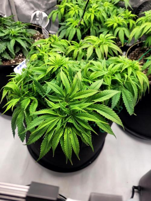 Mimosa Royal Queen Seeds. Week 6