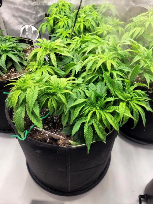 Mimosa Royal Queen Seeds. Week 6