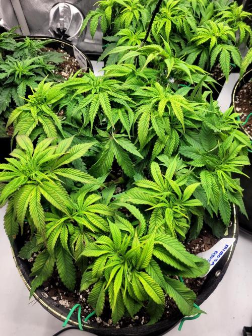 Mimosa Royal Queen Seeds. Week 6