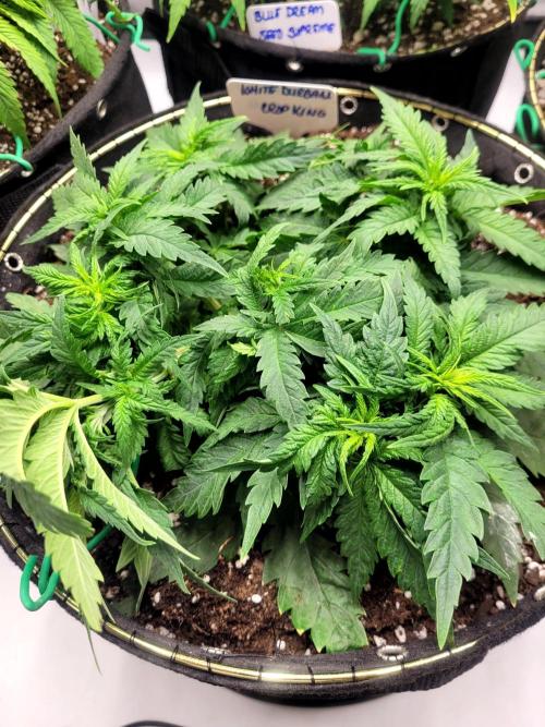 White Durban. Week 4