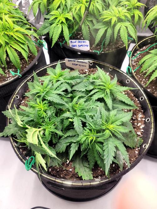 White Durban. Week 4