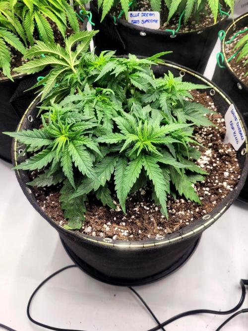 White Durban. Week 4