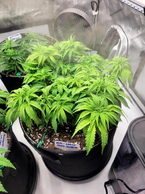 Maui Wowie Seed Supreme. Week 6