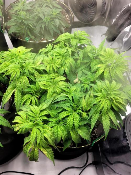 Maui Wowie Seed Supreme. Week 6